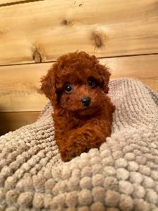 Red Toy Poodle Girl Looking for Her Forever Home