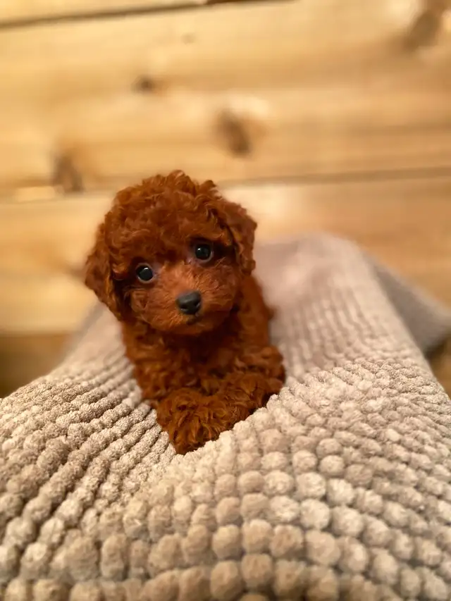 Red Toy Poodle Girl Looking for Her Forever Home - Photo 2