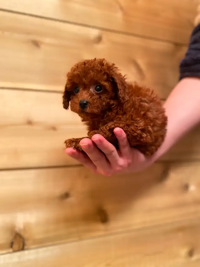 Red Toy Poodle Girl Looking for Her Forever Home - Photo 3