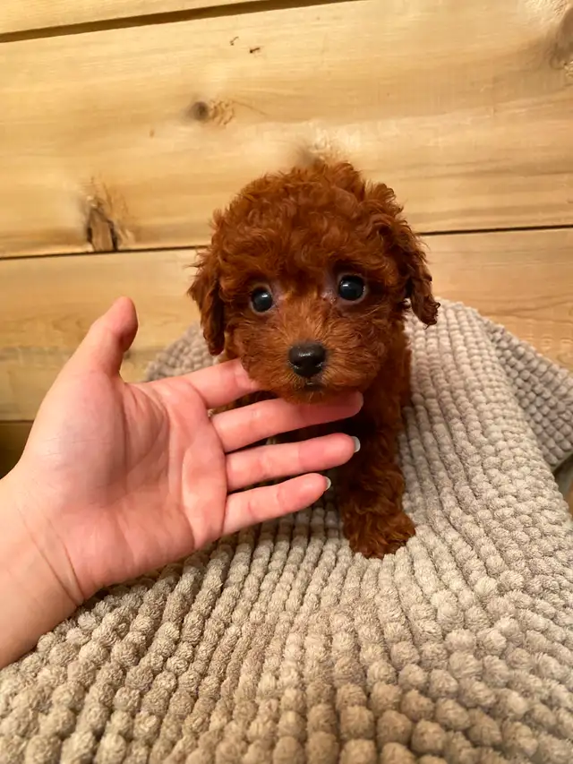 Red Toy Poodle Girl Looking for Her Forever Home - Photo 4