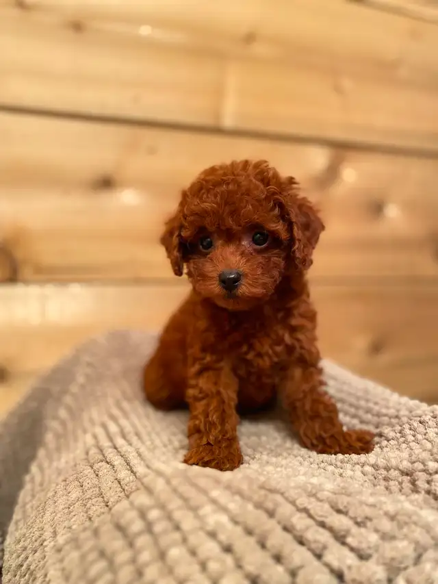 Red Toy Poodle Girl Looking for Her Forever Home - Photo 5