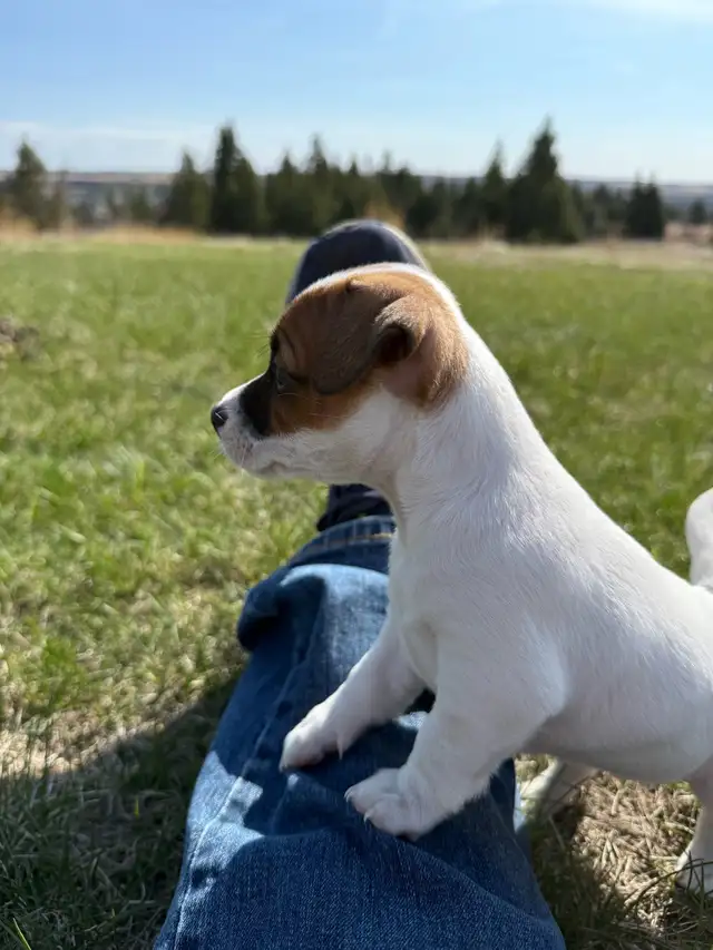 Jack Russel Puppies