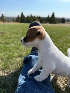 Jack Russel Puppies