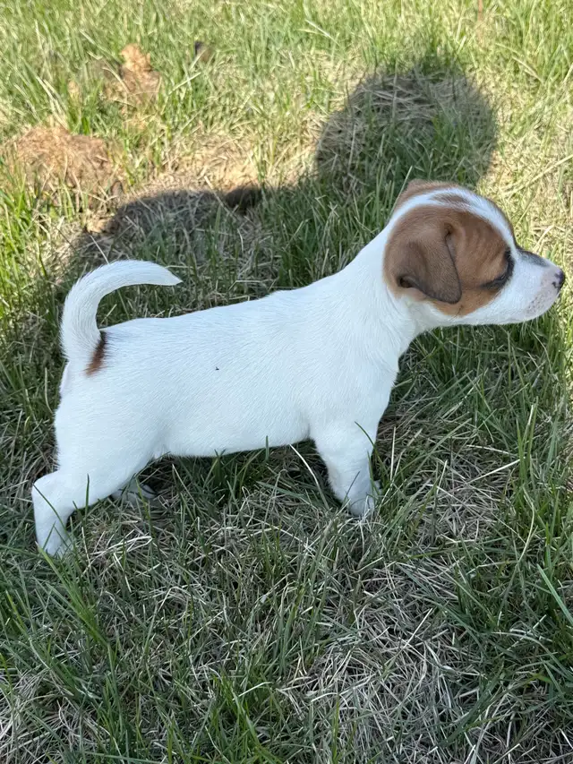 Jack Russel Puppies - Photo 2