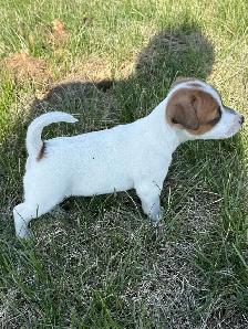 Jack Russel Puppies - Photo 2