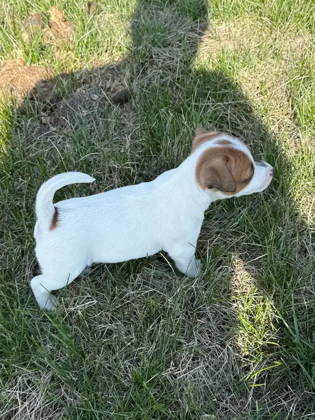 Jack Russel Puppies - Photo 3