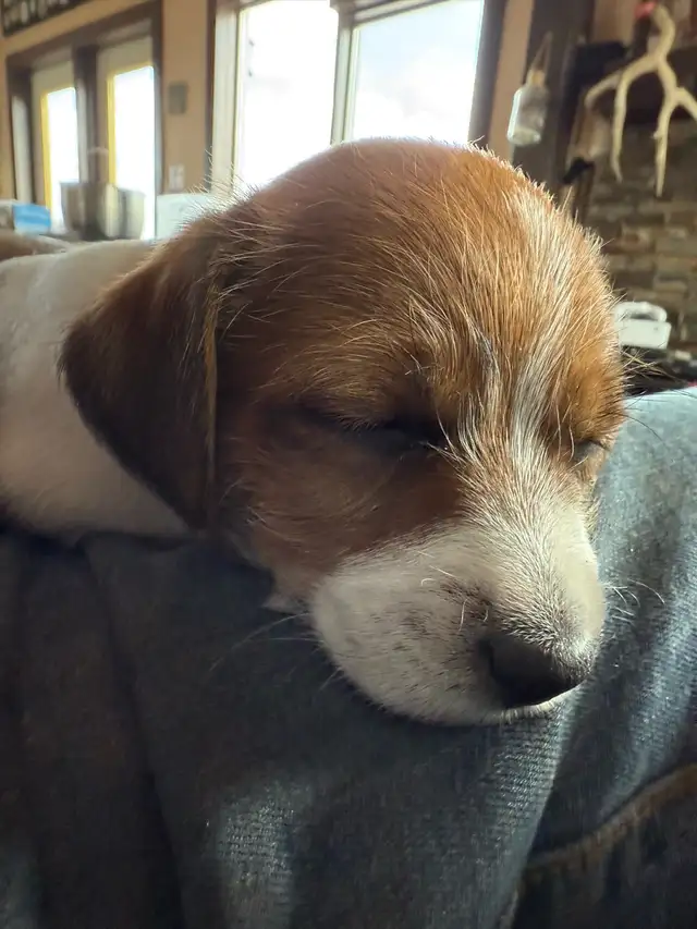 Jack Russel Puppies - Photo 4