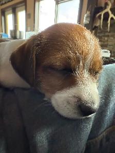 Jack Russel Puppies - Photo 4