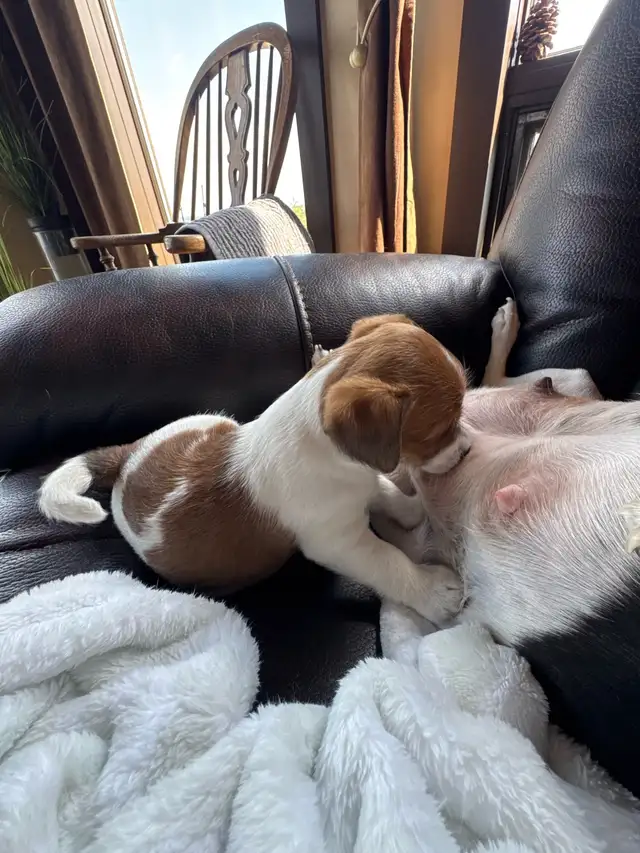 Jack Russel Puppies - Photo 5