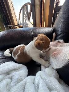 Jack Russel Puppies - Photo 5