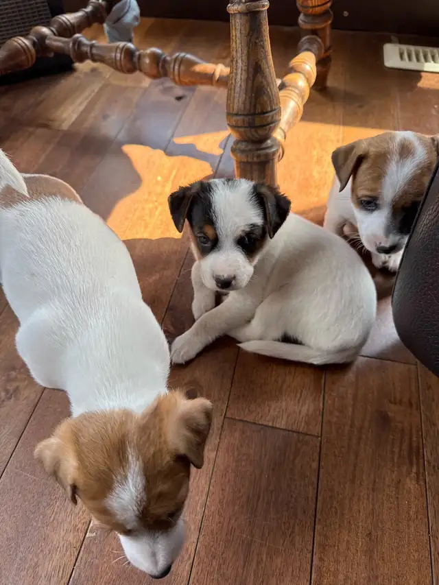 Jack Russel Puppies - Photo 6