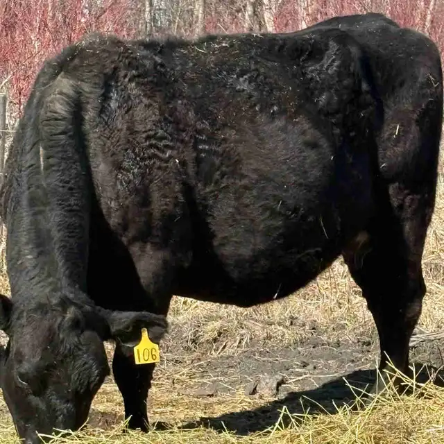pair and a late heifer
