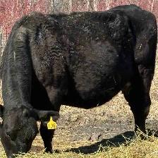 pair and a late heifer