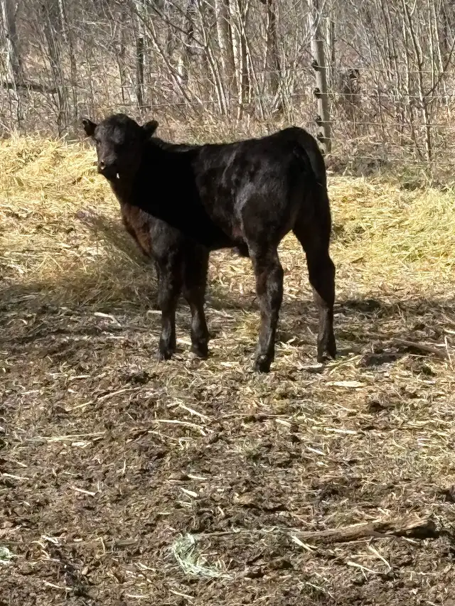 pair and a late heifer - Photo 2