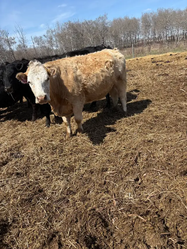 pair and a late heifer - Photo 3