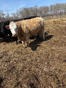 pair and a late heifer - Photo 3