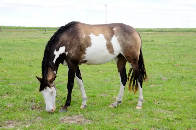 broodmare for sale