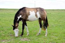broodmare for sale