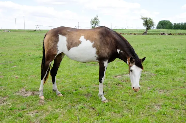 broodmare for sale - Photo 2