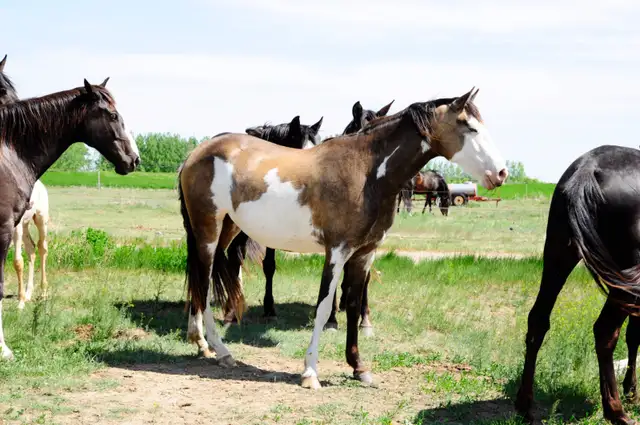 broodmare for sale - Photo 3