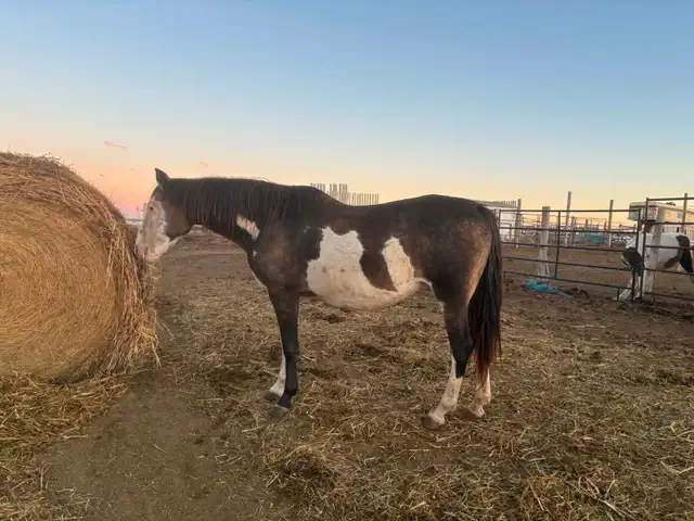 broodmare for sale - Photo 4