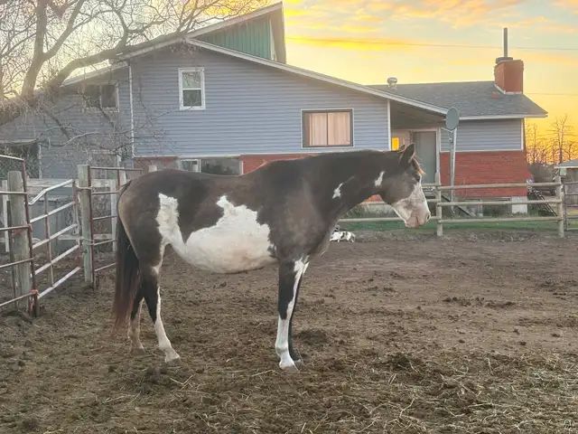 broodmare for sale - Photo 5