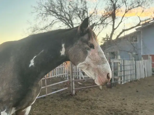 broodmare for sale - Photo 6