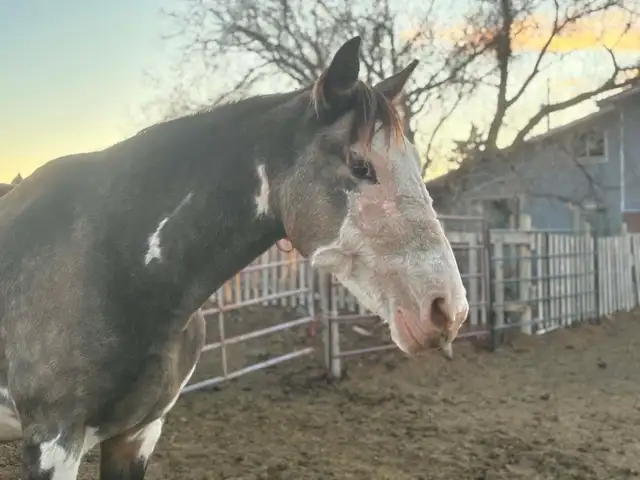 broodmare for sale - Photo 7