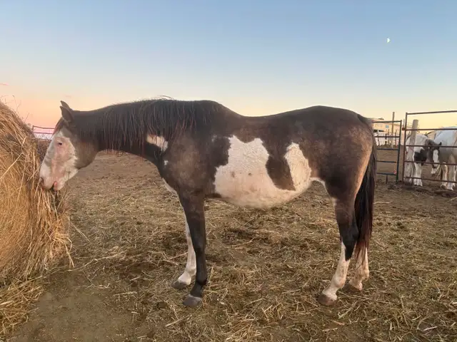 broodmare for sale - Photo 8