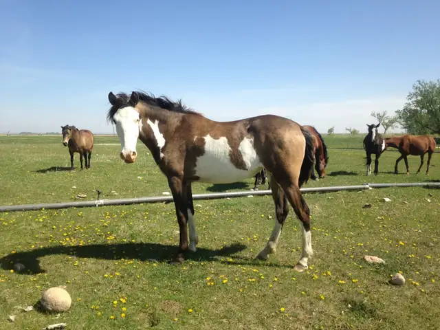 broodmare for sale - Photo 9