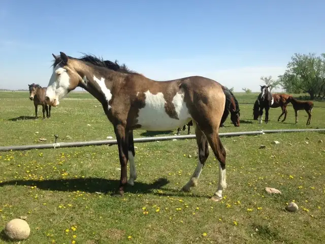 broodmare for sale - Photo 10