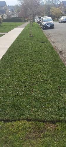 Garden and Landscape design and renovation - Photo 3