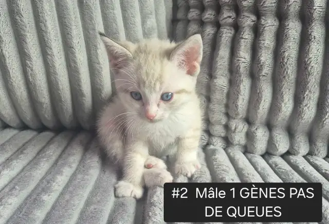 CHATONS HIGHLAND LYNX MÂLE & FEMELLES - Photo 2