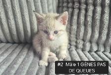 CHATONS HIGHLAND LYNX MÂLE & FEMELLES - Photo 2