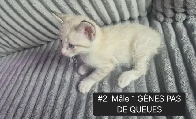 CHATONS HIGHLAND LYNX MÂLE & FEMELLES - Photo 3