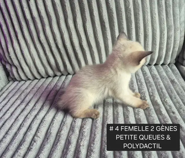 CHATONS HIGHLAND LYNX MÂLE & FEMELLES - Photo 5