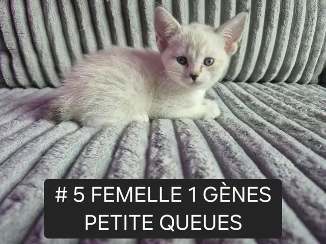 CHATONS HIGHLAND LYNX MÂLE & FEMELLES - Photo 7