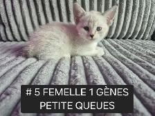 CHATONS HIGHLAND LYNX MÂLE & FEMELLES - Photo 7