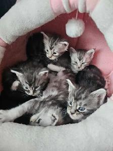 Chaton Maine coon