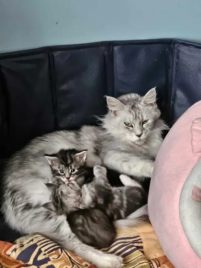Chaton Maine coon - Photo 2