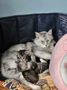 Chaton Maine coon - Photo 2