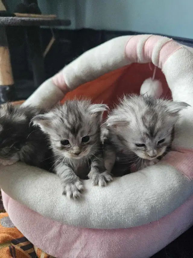 Chaton Maine coon - Photo 3