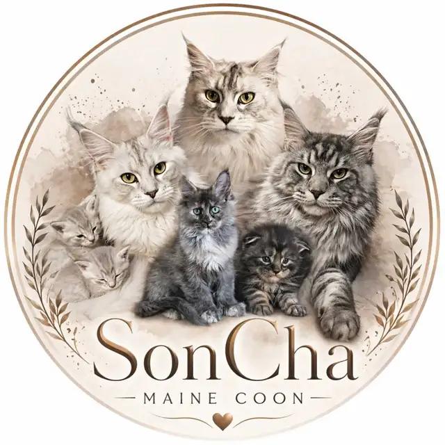 Chaton Maine coon - Photo 4