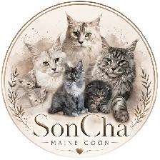 Chaton Maine coon - Photo 4