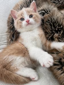 Chaton Siberien hypoallergene