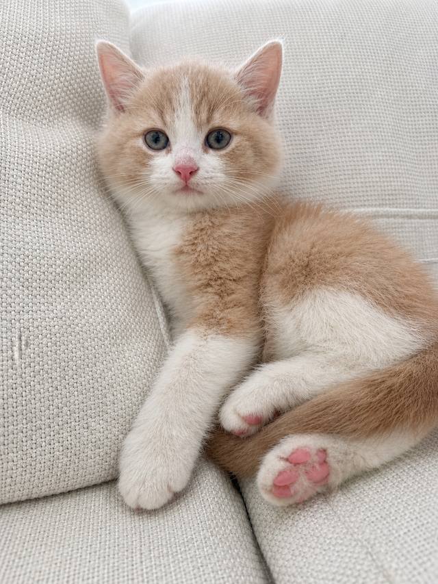 Chaton Siberien hypoallergene - Photo 4
