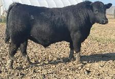 Angus Bulls FORSALE