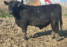 Angus Bulls FORSALE - Photo 2