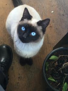 Traditional Thai (Apple Head) Siamese/Manx Kittens Available!