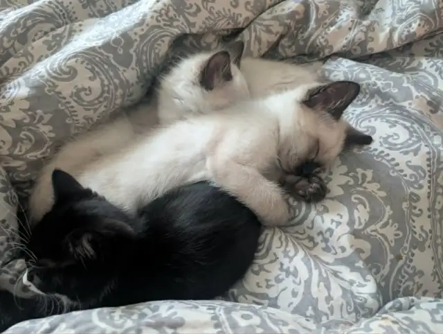 Traditional Thai (Apple Head) Siamese/Manx Kittens Available! - Photo 2